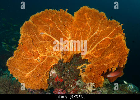 Heart-shape giant orange gorgonian sea fans standing tall in the deep blue water in Similan, Thailand Stock Photo