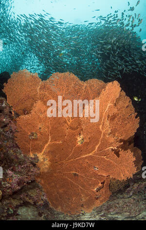 Giant orange gorgonian sea fans in full bloom surrounded by a big school of bait ball fish against crystal blue water in Similan, Thailand Stock Photo