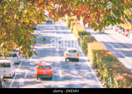 Colorful autumn leaf over the street near yoyogi park in tokyo. beautiful and fresh road, transport, in Japan. Stock Photo