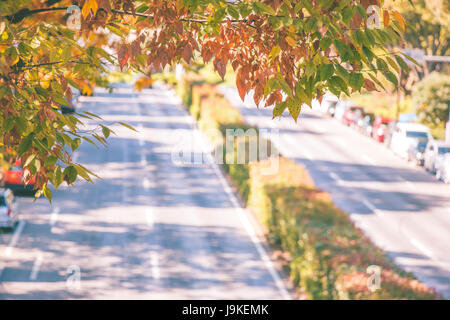 Colorful autumn leaf over the street near yoyogi park in tokyo. beautiful and fresh road, transport, in Japan. Stock Photo