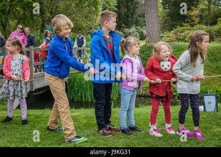 Hever Castle, England -  April 2017 : Children preparing for the tug of war rope pulling at the May Day festival at the Hever Castle, Kent, England, U Stock Photo