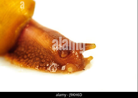 Single Snail with a beautiful shell,nice coloring,close up isolated on the white background Stock Photo