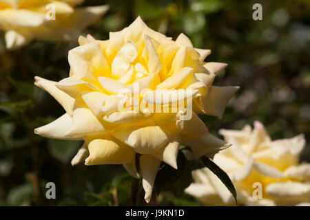 Rose Hybrid Tea Grandpa Dickson. large yellow flower Stock Photo
