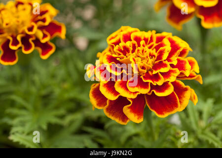 Yellow and Red Marigold Flower Stock Photo