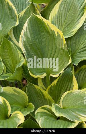 Hosta with pale yellow edge Stock Photo