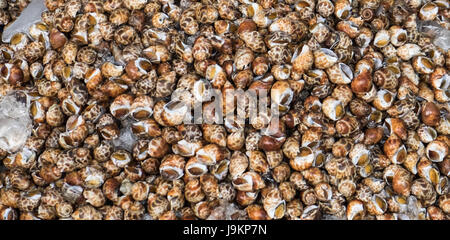 Fresh seafood shellfish photographed in fish market. Stock Photo