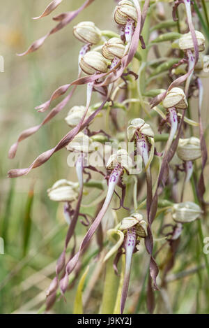 Flowers of the nationally rare (at least in the UK) Lizard Orchid (Himantoglossum hircinum) Stock Photo