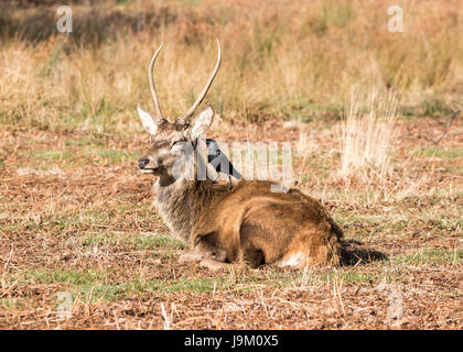 Jackdaw stood on a red deer, lying in Richmond Park, West London, UK Stock Photo