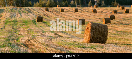 Panoramic Rural Landscape Field Meadow With Hay Bales After Harvest In Sunny Evening At Sunset In Late Summer. Stock Photo