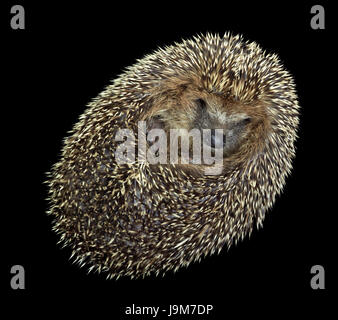 mammal, hedgehog, defense, unrolled, bowl, beautiful, beauteously, nice, Stock Photo