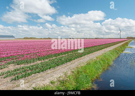 The beautiful and colorful Dutch tulips fields in spring  with windmills in the background Stock Photo