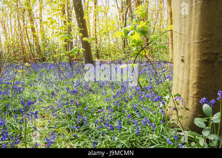 Beautiful and colorful wild or forest hyacinths in the forest in The Netherlands Stock Photo