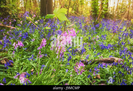 Beautiful and colorful wild or forest hyacinths in the forest in The Netherlands Stock Photo