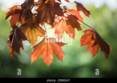 Backlit translucent spring Sugar Maple leaves Stock Photo
