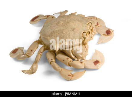 moon crab in white back Stock Photo