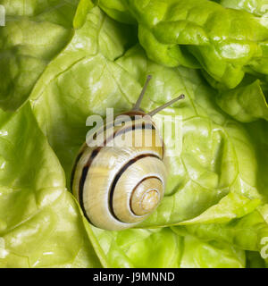 grove snail upon green lettuce Stock Photo