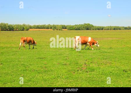 Two cows on meadow Stock Photo