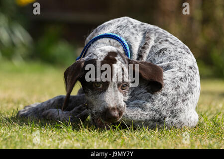 A playful German Wirehaired Pointer puppy Stock Photo
