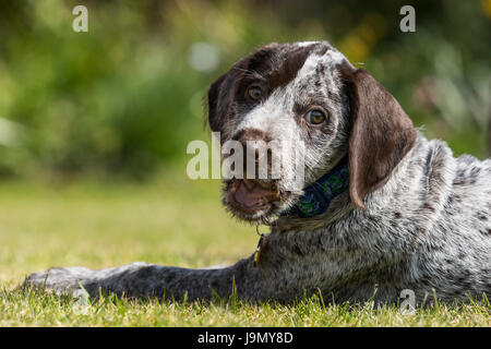 A playful German Wirehaired Pointer puppy Stock Photo