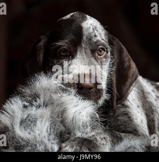 A playful German Wirehaired Pointer puppy Stock Photo