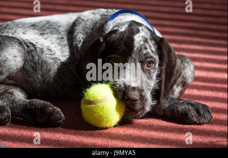 A playful German Wirehaired Pointer puppy Stock Photo