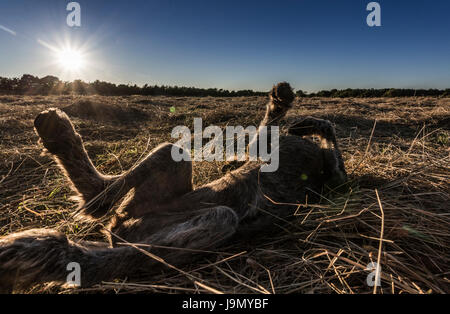 A German Wire-haired Pointer puppy plays in a freshly cut field in the late evening sun. Stock Photo