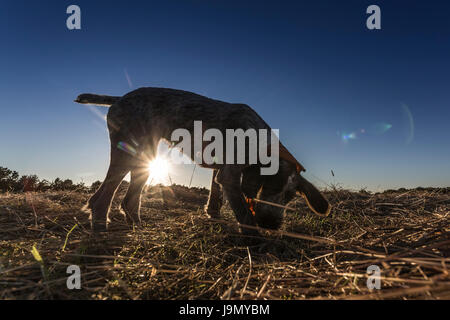 A German Wire-haired Pointer puppy plays in a freshly cut field in the late evening sun. Stock Photo