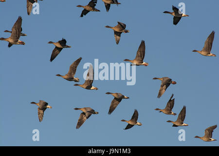 A flock of Pink footed Geese, Anser Brachyrhynchus, in flight