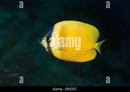 Side view of complete Klein's Butterflyfish, Chaetodon kleinii, Maldives, Indian Ocean Stock Photo