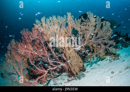 Gorgonian sea fan [Melithaea sp.]  Similan Islands, Andaman Sea, Thailand. Stock Photo