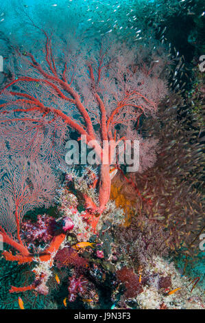 Gorgonian sea fan [Melithaea sp.] with Pygmy sweepers [Parapriacanthus ransonetti].  Similan Islands, Andaman Sea, Thailand. Stock Photo