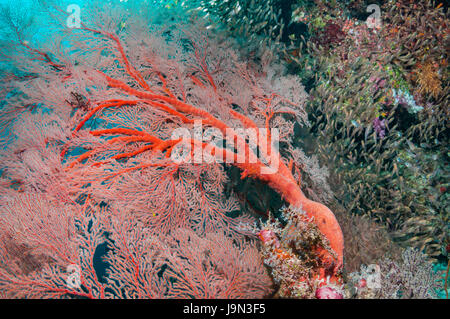 Gorgonian sea fan [Melithaea sp.] with Pygmy sweepers [Parapriacanthus ransonetti].  Similan Islands, Andaman Sea, Thailand. Stock Photo