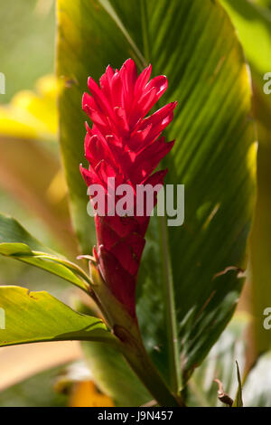 Red Ginger Plant Stock Photo