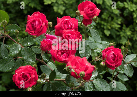 Raindrops On Roses Stock Photo