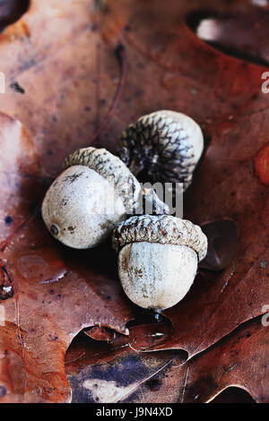 Macro of three acorns nestled on the ground in the fallen leaves of an oak tree. Extreme shallow depth of field. Stock Photo