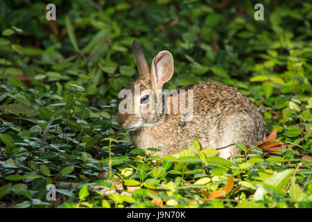 marsh rabbit predators in florida