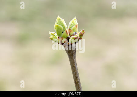 Chokeberry plant in early spring with unopened buds on twigs. Stock Photo