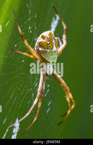 close up of a large spider on its web with a bright green leaf in the background, photo taken in Costa Rica Stock Photo