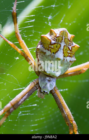 close up of a large spider on its web with a bright green leaf in the background, photo taken in Costa Rica Stock Photo