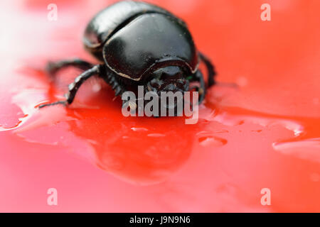 Close-up of the Dor Beetle / Dumbledore Dung Beetle Stock Photo