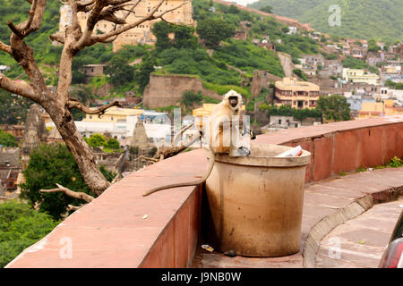 A gray langur looking for food near a city dustbin Stock Photo