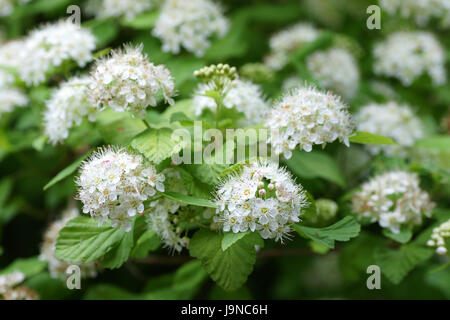 Physocarpus opulifolius 'Luteus' Stock Photo - Alamy