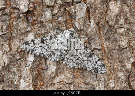 Peppered Moth, Biston betularia, pale form, camouflaged on a tree trunk, Monmouthshire, May.  Family Geometridae. Stock Photo