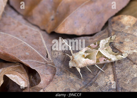 Angle Shades, Phlogophora meticulosa, camouflaged amongst dead leaves, Monmouthshire, May. Family Noctuidae. Stock Photo