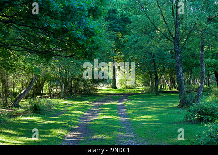 Hale Purlieu, woodland walk in the New Forest, Hampshire, England UK Stock Photo