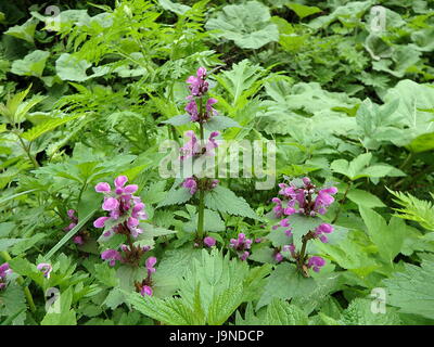 Nice purple flower on a green background, (Lamium maculatum) Stock Photo