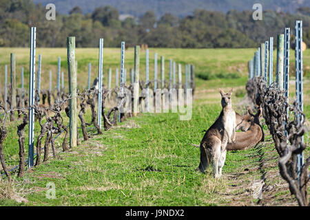 Kangaroos in the vineyard, Australia. Stock Photo