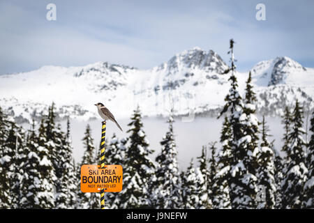 Whisky Jack perched atop a ski area boundary sign with Blackcomb Mountain in the background. Stock Photo
