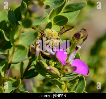 A male Carpenter Bee on a bush with pink flowers in Southern Africa Stock Photo