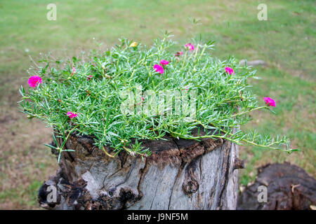 flowering purslane flower and green leaves with water drop on old stump Stock Photo